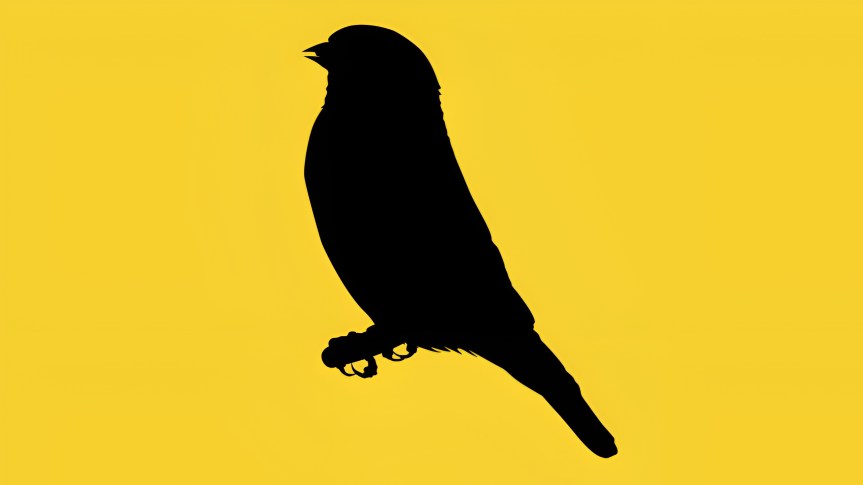 Canary Black